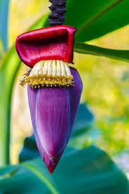 FRESH BANANA FLOWER 1 PC