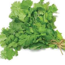 FRESH CORIANDER BUNCH 1 PC