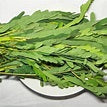 FRESH AGAKATHI KERRAI BUNCH 1 PC