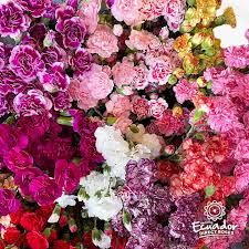 FRESH CARNATION FLOWERS 1 PC