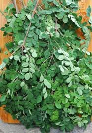 FRESH DRUMSTICK LEAVES BUNCH 1 PC