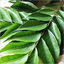 FRESH CURRY LEAVES 1 PACK