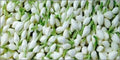 LOOSE FLOWER WHITE KG