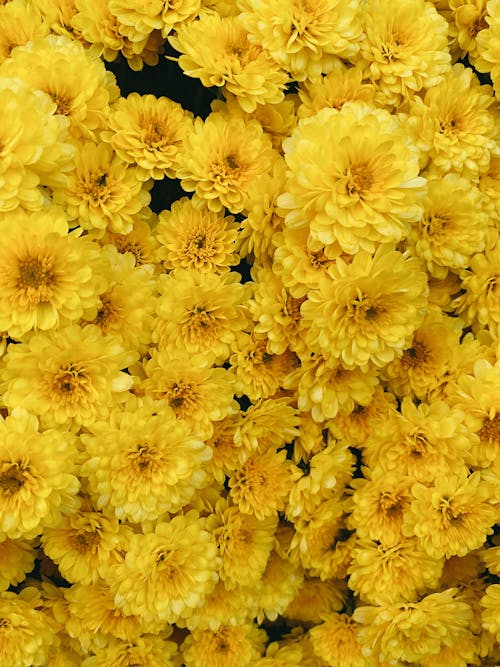 NIVAS FRESH CHRYSANTHEMUM
