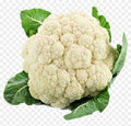 FRESH CAULIFLOWER KG