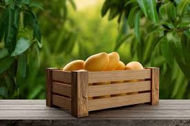 ALPHONSO MANGOES KG