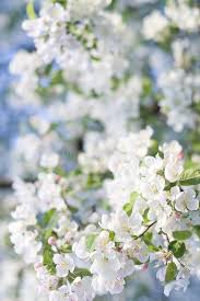 FRESH WHITE FLOWER
