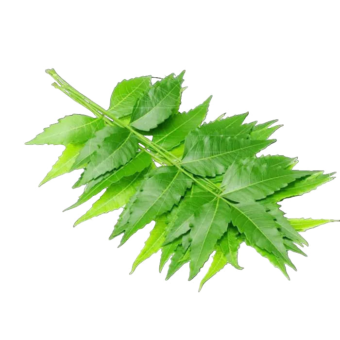 FRESH NEEM LEAVES  1 PC