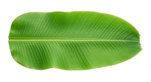 FRESH BANANA LEAVES 5 PCS