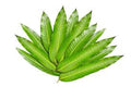 FRESH POOJA MANGO LEAVES BUNCH 1 PC
