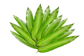 FRESH POOJA MANGO LEAVES BUNCH 1 PC
