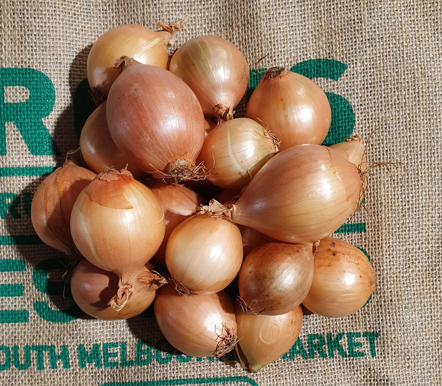 FRESH RED ONION  10 KG