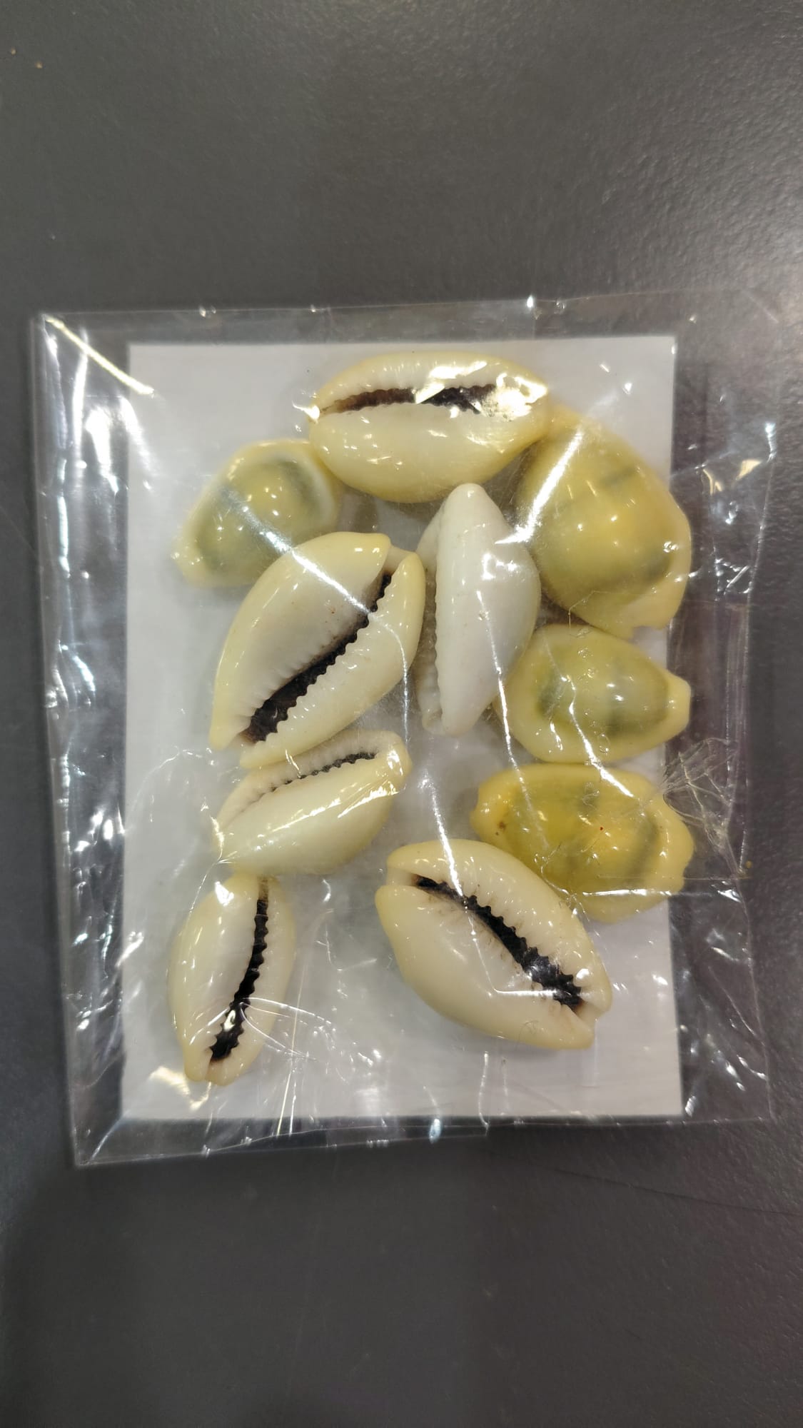 FJ SHANKH YELLOW KAUDI (11PCS)