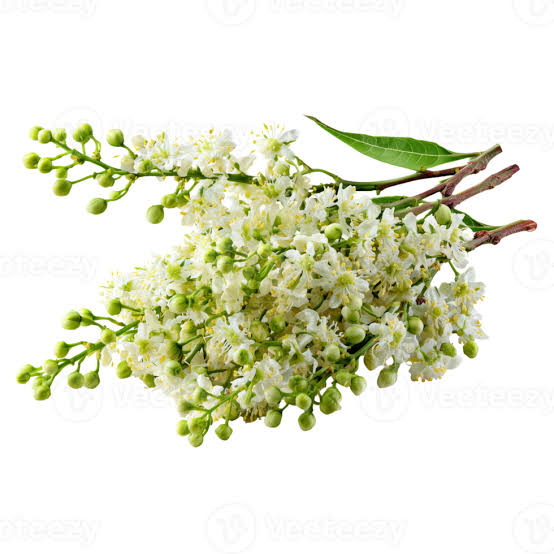FRESH NEEM FLOWERS 1PCS